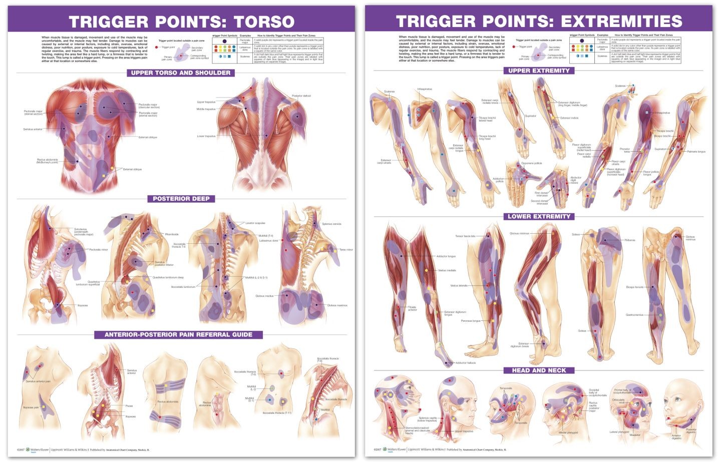 Chiropractor Pressure Points Chart