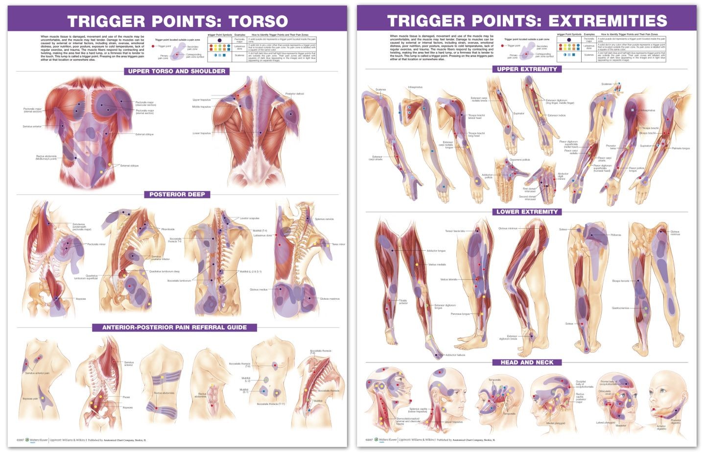 thumbnail image 2 of Solid Lacrosse Massage Ball – Trigger Point Myofascial Release For Deep Tissue 2 of 5